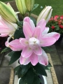 Lilium Sabor