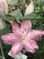 Lily Sabor