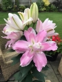 Pink Double Lily Sabor