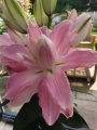 Double Lily Sabor