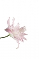 Lilium Sabor close up
