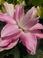 Double Pink Lily Sabor