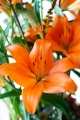 Orange Lily Sunderland