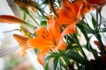 Sunderland Lily