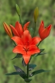 Lily 'Sunderland'