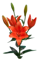 LA Lilium Sunderland