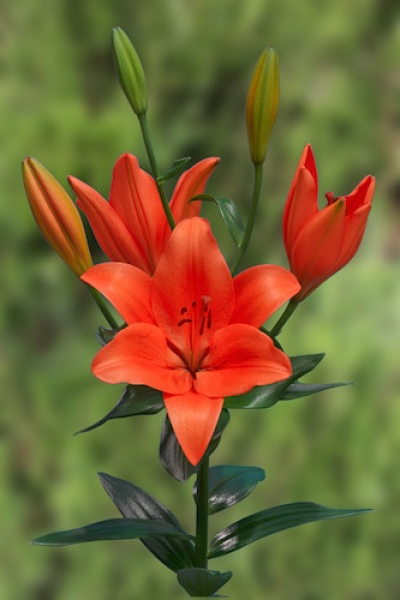Lily 'Sunderland'