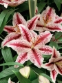 Highly scented Oriental lily