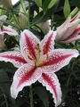 Lily 'Tigerwoods'