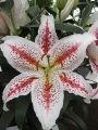 Tigerwoods lily