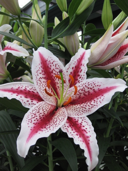 Lily 'Tigerwoods'
