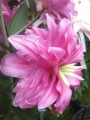 Highly scented Double Oriental Lily