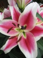OT lily Candy Club