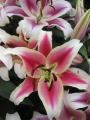 Lily 'Candy Club'