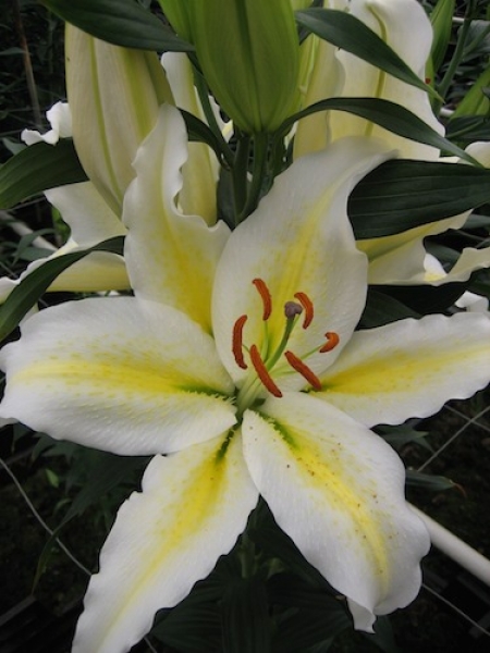 Lily 'Chill Out'