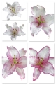 Lily 'Cameleon'