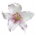 The frilly edges are becoming outlined in pink