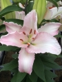 Cameleon Lily