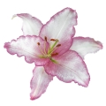 More pink than white