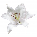 Cameleon Lily