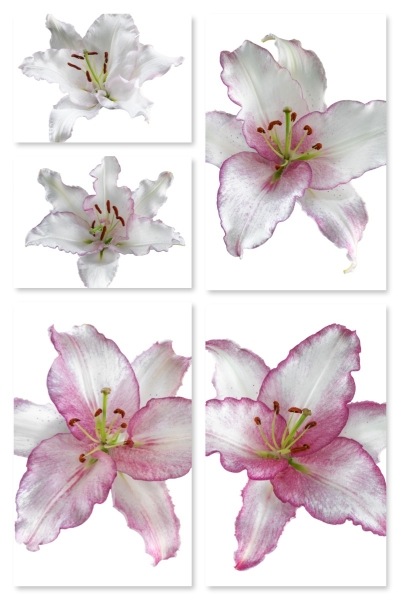 Lily 'Cameleon'