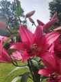 Robina Lily