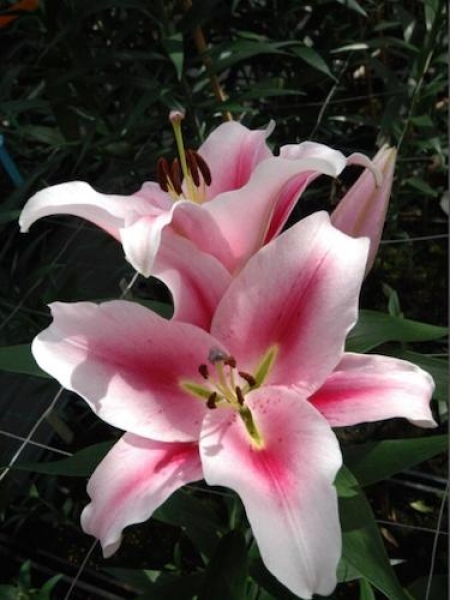 Lily 'Marriott'