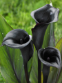 Memories Calla