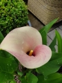 Calla lily