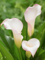 Zantedeschia 'Brasilia' (Pack of 3 Bulbs) 