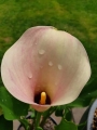 Calla Lily in pot