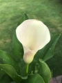 Calla lily white and pink