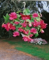 Pink Begonia Pendula