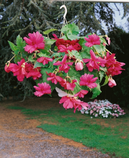 Begonia Pendula Pink (Pack of 5)