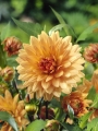 Noordwijks Glory Dahlia