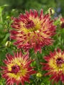 Summer Breeze Dahlia
