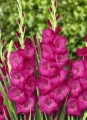 Gladiolus Fidelo