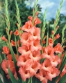 Gladiolus Jessica