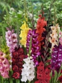 Gladiolus Mixed