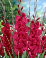 Gladiolus Plumtart