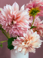 Bouquet of Cafe au Lait dahlias