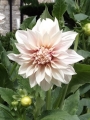 Cafe au lait