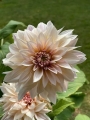 Cafe Au Lait Dahlia