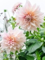 Cafe Au Lait Dahlia