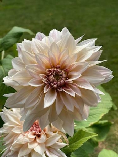 Dahlia 'Cafe Au Lait'