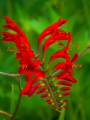 Crocosmia Lucifer 