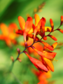 Mixed colour Crocosmia