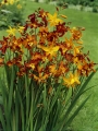 Mixed Crocosmia