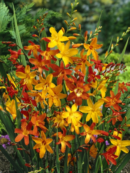 Crocosmia Mixed (Pack of 20) 