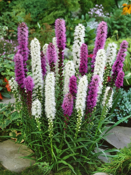 Liatris Spicata Mixed (Pack of 10 Bulbs) 